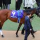 JRA有馬記念(G1)「意外な」豪華メンバーに一安心!? フィエールマンVSクロノジェネシスにラッキーライラック参戦、3歳バビットら「未完の大器」が続々……