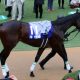 JRA武豊「代打」浜中俊“大喧嘩”でシンザン記念(G3)11着惨敗……キセキ・メイケイエールで見せた「ユタカマジック」主戦不在が致命傷に?