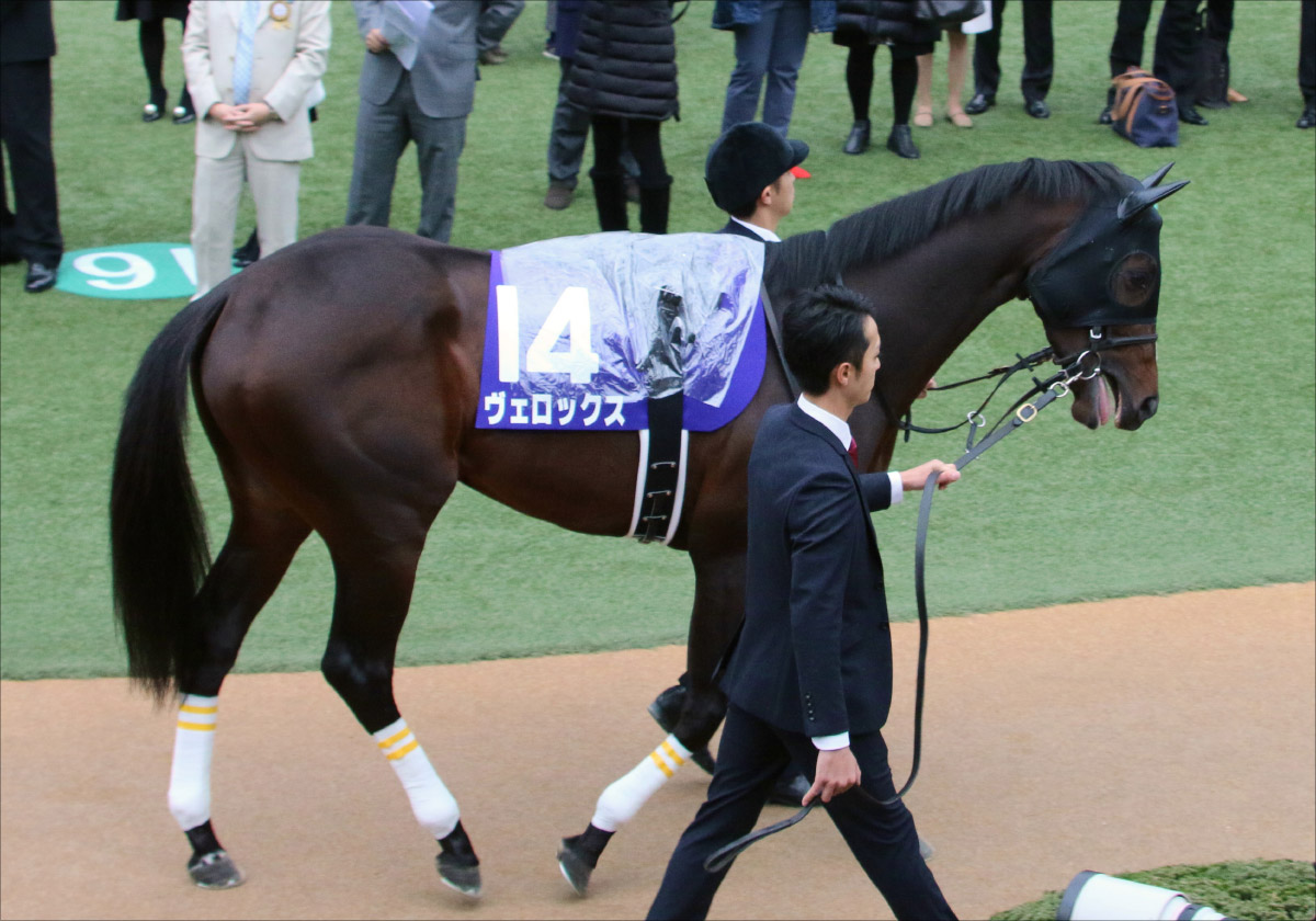 JRA有馬記念（G1）14番人気が起こした大波乱再び？ 最弱4歳世代「善戦マン」ヴェロックスが中日新聞杯（G3）で「復活」へ。グランプリ電撃参戦は……の画像1