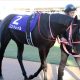 JRA 日本ダービー(G1)キングカメハメハ産駒の連続出走記録がストップも…… 豊富な「後継種牡馬」が今後の日本の競馬界を牽引!