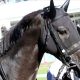 JRA有馬記念(G1)「非情」乗り替わり……阪神JF(G1)1番人気ナミュール敗戦は「タックル被害」が決定打!? 武豊「今後が楽しみです」逸材が年末のホープフルS(G1)を回避【週末GJ人気記事ぶった斬り!】
