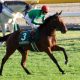 JRA「連対率55%」中山×安田隆行厩舎は相性抜群! NZT (G2)ペールエール復活へ仕上がり万全