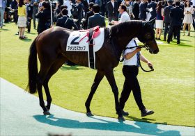 JRA京都記念（G2）「雨の鬼」アメリカズカップ急浮上！ 「土曜より日曜の方が馬場も悪くなりそう」陣営も“道悪狙い”徹底
