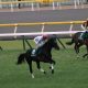 JRA 「G1」外国産馬出走なら2020全勝!? 「あの穴馬」がフェブラリーS&高松宮記念の「モズ軍団」に続く?