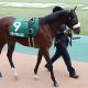 JRA クイーンS(G3)川田将雅ドナアトラエンテは「消し」! 函館開催Bコース替わりでイン強襲狙う「◎」は……