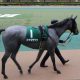 JRA福永祐一「超絶馬質」で来年リーディング奪取に現実味!? 菊花賞デーはコントレイル以外も充実のラインアップ!……「超良血」続々スタンバイの理由