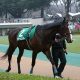 JRA「金色の暴君」オルフェーヴルがタケシバオー2世を襲名!? 伝説の怪物を彷彿させる完全無欠の存在に…… 令和を代表する種牡馬に駆け上がるか