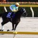 「同期対決」今村聖奈を好騎乗で撃破! スクリーンヒーロー後継種牡馬が待望初V
