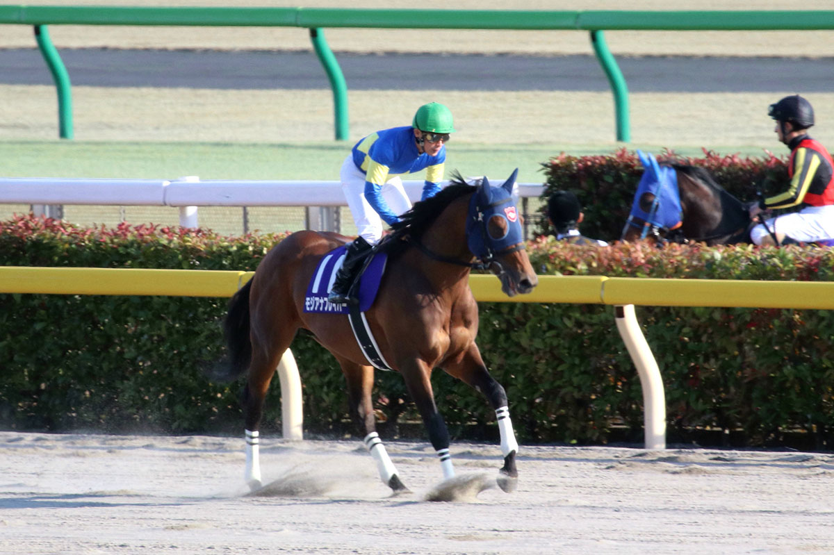 JRAスワーヴリチャードをねじ伏せたアノ馬が地方移籍へ。東京大賞典（G1）激走モジアナフレイバーが成功の秘訣か!?の画像2