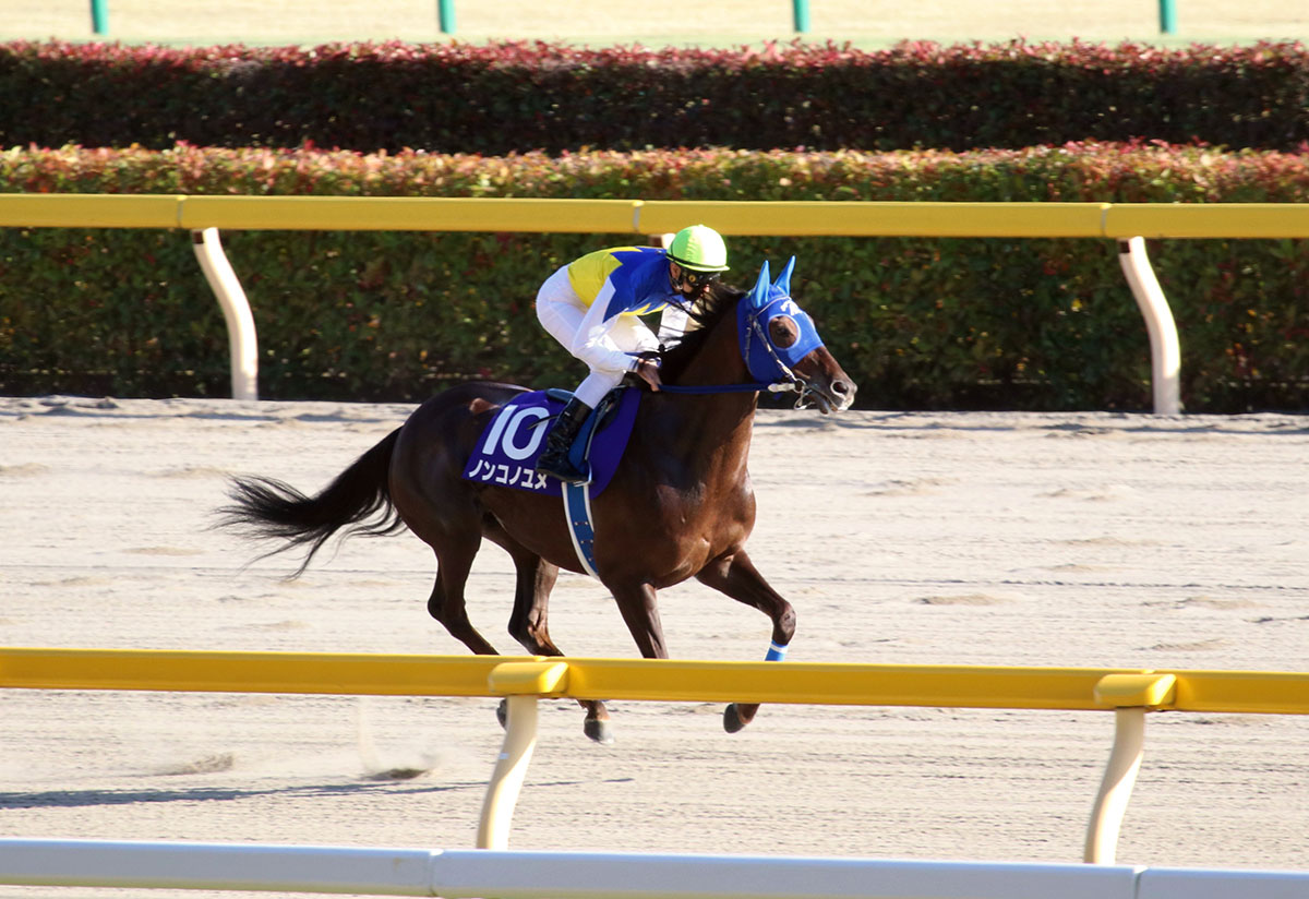 JRA帝王賞(G1)クリソベリル、ルヴァンスレーヴは消し! 上位人気だけでは決まらない!? 人気の盲点に流して「爆穴」ゲットの画像3