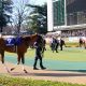 JRA【フェブラリーS（G1）予想】白毛女王ソダシは今回も出番なし!? 「死角あり」レッドルゼルも消しで、人気薄の馬を狙い撃ち！