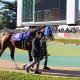 JRA 「三冠、凱旋門賞まで意識している馬」三冠トレーナーが絶賛した大物候補がリベンジマッチ!? POG大人気馬は「第二のオジュウチョウサン」となれるか
