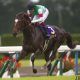 いよいよデビュー!2020年の新種牡馬を紹介。本命はドゥラメンテ・モーリス、穴はエイシンヒカリ・マクフィ・リオンディーズか