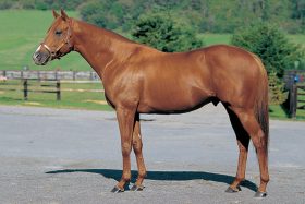 JRAノーザンファーム時代終焉へ「16億円」大勝負の“答え”が今週末に!? 「33億円の悲劇」から26年……日高関係者の“命運”を背負った良血がついにデビュー！