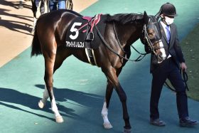 JRA「12冠ベビー」クイーンC（G3）で3連勝も「敵は身内にあり」!? 国枝栄厩舎・アカイトリノムスメに立ちはだかる「白い巨塔」