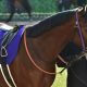 JRA ランドオブリバティ「逸走」からの「迷走」!? 鹿戸雄一厩舎エフフォーリアに次ぐ「世代No.2」皐月賞(G1)見送りで辿り着いた答え