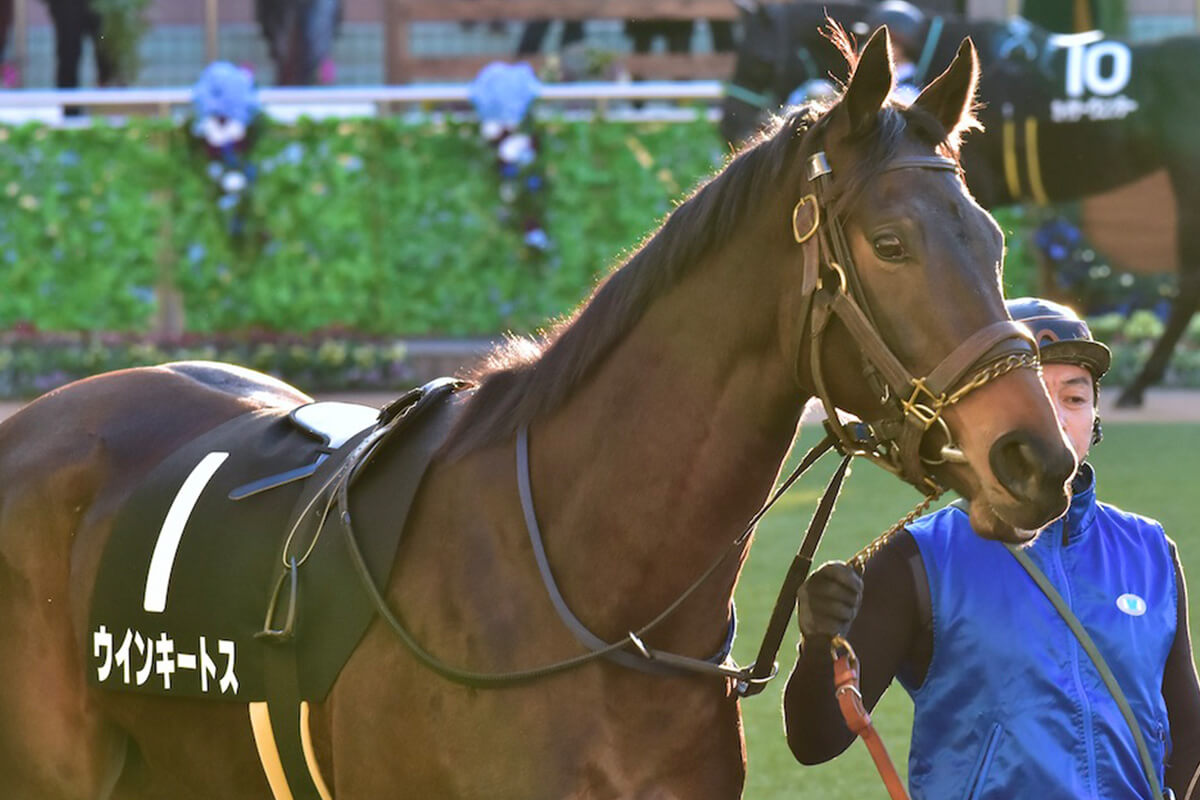 JRA日経賞（G2）ワールドプレミアは余裕の切り！「◎」はステイゴールド系の大爆発狙いで、あの人気薄に激走気配【八木遊のフォーメーション馬券予想】の画像2