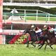 JRA 珍客ヨシオ「まさかの有馬記念(G1)」へ不気味すぎる再始動!? アイドルオーディション1位の根強い人気と、気になるグランプリの「空席」
