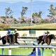 JRA 「三冠、凱旋門賞まで意識している馬」三冠トレーナーが絶賛した大物候補がリベンジマッチ!? POG大人気馬は「第二のオジュウチョウサン」となれるか