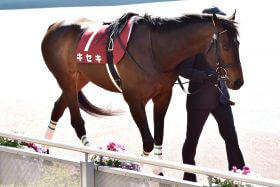 JRA年内引退報道「一斉削除」にファンも混乱!? ジャパンC（G1）で「キセキの復活」はあるか？