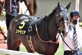 JRA【新潟大賞典（G3）展望】ステラリアVSアドマイヤハダルに注目！ 裏開催のハンデ重賞は波乱の決着がお約束!?