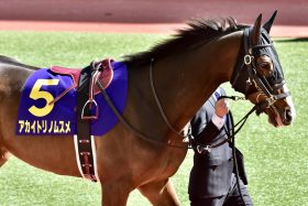 秋華賞（G1）アカイトリノムスメ、元JRA安藤勝己氏が期待した「成長曲線」描けず!?