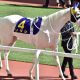 JRA「格差11倍」で風前の灯火……テーオーケインズ、チュウワウィザードも興味なし、G2降格も他人事ではないフェブラリーS(G1)の危機的状況