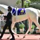 JRAオークス(G1)桜花賞馬ソダシに厳しい現実「125頭挑戦も未勝利」「2年で44戦1勝」最大の試練となる2400mの適性を徹底検証