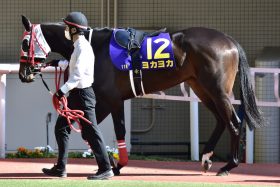 JRA【CBC賞（G3）展望】22年ぶり「小倉開催」は3歳馬の一騎打ち!? 「坂路で絶好の動き」熊本生まれヨカヨカVS「距離短縮」で新味に期待ピクシーナイト！