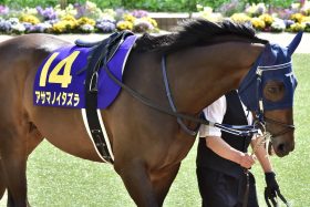 JRAシャフリヤール「神戸新聞杯」好走なら菊当確!? 同じ菊花賞トライアルでも過去20年でわずか2勝……、セントライト記念馬はなぜ菊花賞で苦戦するのか