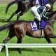 JRA 珍客ヨシオ「まさかの有馬記念(G1)」へ不気味すぎる再始動!? アイドルオーディション1位の根強い人気と、気になるグランプリの「空席」