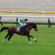 JRA 武豊期待の「カネヒキリ級」素質馬にオメガパフューム弟も登場、「無敗馬」三つ巴バトルは高松宮記念(G1)より熱い!?
