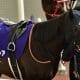 【シリウスS(G3)予想】人気サイドは押さえたものの、三冠馬に食らいついた唯一の3歳馬に期待