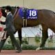 JRA「この世代で一番イイ馬」武豊も絶賛した逸材が今季初戦を完封! シャフリヤールと接戦演じた「元クラシック有力候補」が完全復活の狼煙