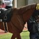 JRA「この世代で一番イイ馬」武豊も絶賛した逸材が今季初戦を完封! シャフリヤールと接戦演じた「元クラシック有力候補」が完全復活の狼煙