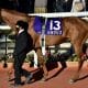 JRA皐月賞(G1)過去4勝の「皐月賞男」M.デムーロが7年ぶりの勝利で「完全復活」狙う! タッグを組むホープフルS2着馬は人気の盲点!?