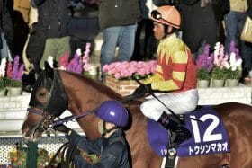 JRAこれぞ「ウマ娘血統」⁉ ファルコンS（G3）生粋のスプリンター・トウシンマカオが、父が得意だった中京競馬場で駆け上がる！
