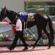 【北九州記念(G3)予想】ナムラクレア・アネゴハダは余裕の切り!前走データから拾った「走り頃」の穴馬で10万馬券を狙う!