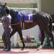 レガレイラか、シックスペンスか…皐月賞(G1)C.ルメールぐらり!? 安藤勝己氏「後ろ髪を引かれる勝ち方」超G1級シックスペンスが受け継いだキタサンブラックらの伝説