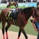 ジャパンC(G1)凱旋門賞馬アルピニスタら大挙登録も「ぬか喜び」が怖い理由