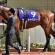 【みやこS(G3)展望】「4戦4勝」素質馬が重賞初挑戦!「5戦4勝」ドゥラメンテ産駒と初対決…オメガパフューム弟も虎視眈々