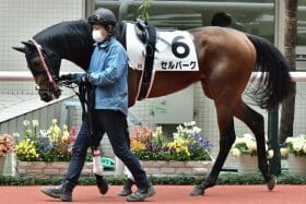 【関屋記念（G3）展望】「神騎乗」松山弘平不在でもセルバーグが主役！ 逆転狙うは「充実一途」ディヴィーナら実力派牝馬たち