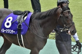 JRA被害者イルーシヴパンサー「1番人気」に陣営も嘆き節!?“当確”シュネルマイスターから一転…レース直前の「逆転劇」は何故起きたのか