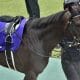 JRA迷走サリオス「激変」に3つの伏線!? D.レーン「ベストの競馬が出来た」…連敗続きの実力馬はなぜ復活したのか