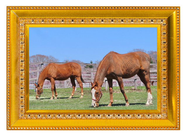 08菊花賞の覇者は、癒し系転向でファンもギャップ萌え!?｜オウケンブルースリの画像8