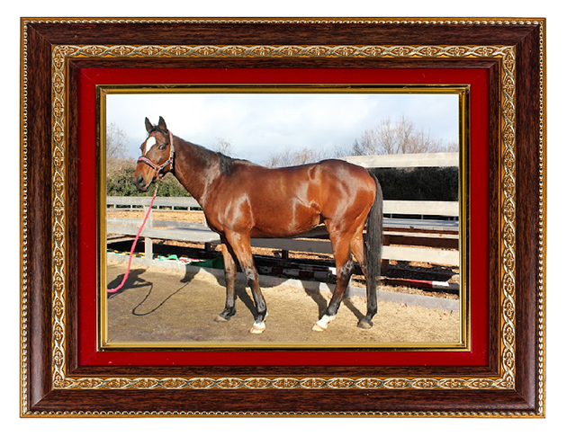 武豊と13小倉記念をレコードで制した夏の王様は、食いしん坊のセラピー王子に大変身!??|メイショウナルトの画像6