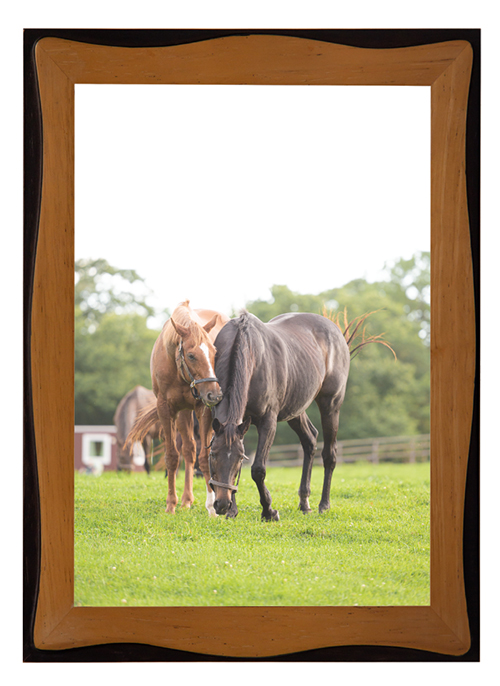 05京成杯を制したディープインパクトのライバルは、TVCMで一世を風靡するタレント馬に|アドマイヤジャパンの画像7