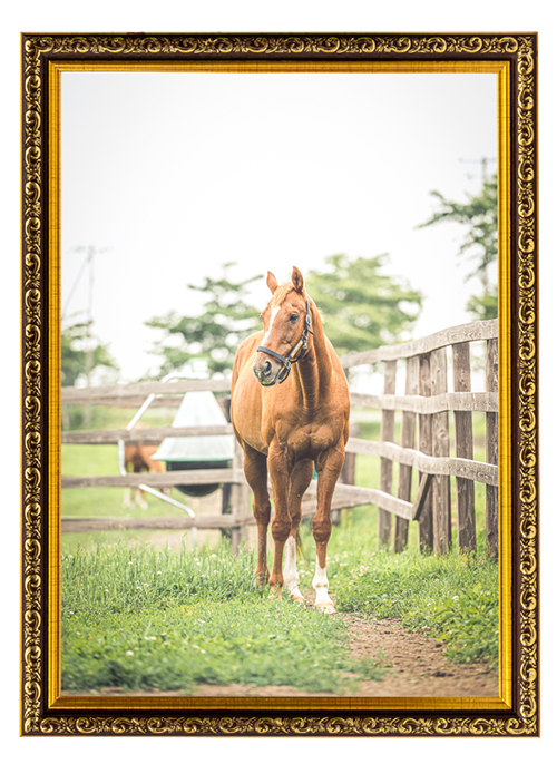 05京成杯を制したディープインパクトのライバルは、TVCMで一世を風靡するタレント馬に|アドマイヤジャパンの画像9