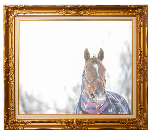 05京成杯を制したディープインパクトのライバルは、TVCMで一世を風靡するタレント馬に|アドマイヤジャパンの画像10