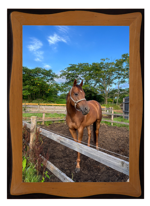 22京都金杯を制したトーセンラーの代表産駒は、クール×アザトイ、ツンデレイケメンに!?|ザダルの画像6